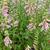 Digitalis 'Glory of Roundway'