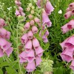 Digitalis x mertonensis - Digitalis x mertonensis