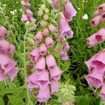 Digitalis x mertonensis