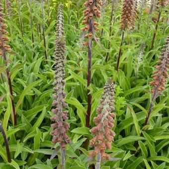 Digitalis parviflora