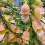 Digitalis 'Spice Island' - Digitalis 'Spice Island'