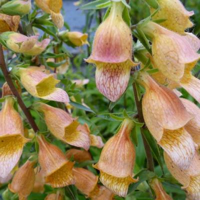 Digitalis 'Spice Island' - Digitalis 'Spice Island'