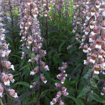 Digitalis lanata