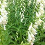 Digitalis lutea - 