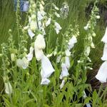 Digitalis purpurea 'Alba' - 