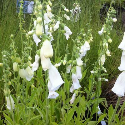 Digitalis purpurea 'Alba' - 