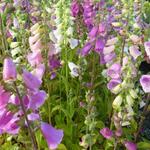 Digitalis Purpurea 'Excelsior Hybrids' - Digitalis Purpurea 'Excelsior Hybrids'