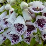 Digitalis purpurea 'Pam's Choice - 