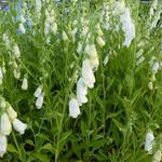 Digitalis purpurea 'Snow Thimble' - Digitalis purpurea 'Snow Thimble'