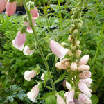 Digitalis purpurea 'Sutton's Apricot' - Digitalis purpurea 'Sutton's Apricot'