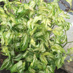 Disporum cantoniense 'Moonlight' - 