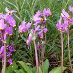 Dodecatheon meadia 'Queen Victoria' - 