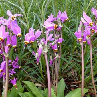 Dodecatheon meadia 'Queen Victoria'