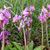 Dodecatheon meadia 'Queen Victoria'