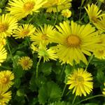 Doronicum orientale 'Little Leo' - Doronicum orientale 'Little Leo'