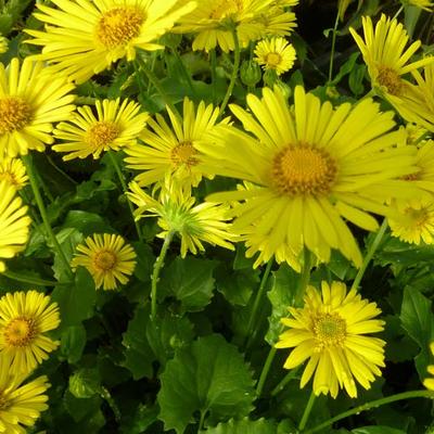 Doronicum orientale 'Little Leo' - 