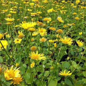 Doronicum orientale 'Magnificum'