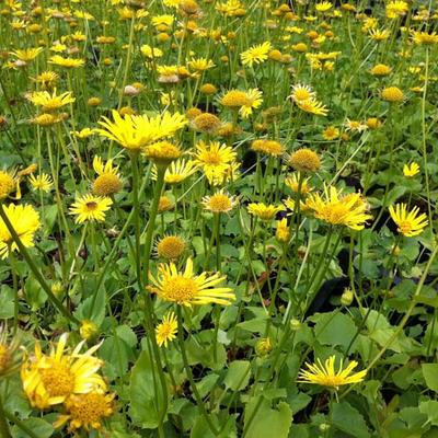 Doronicum orientale 'Magnificum' - 