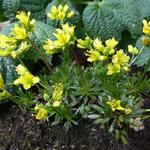 Draba aizoides - Immergrünes Felsenblümchen