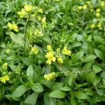 Draba sibirica - 