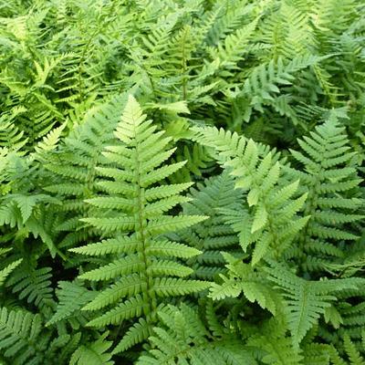 Dryopteris affinis - FOUGÈRE À ÉCAILLES DORÉES, DRYOPTÉRIDE ÉCAILLEUSE