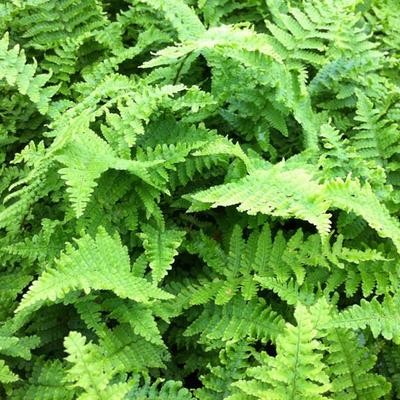 Dryopteris affinis 'Crispa'