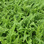 Dryopteris affinis 'Cristata' - 