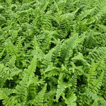 Dryopteris affinis 'Cristata'