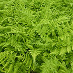 Dryopteris dilatata - 