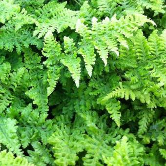 Dryopteris dilatata 'Crispa Whiteside'