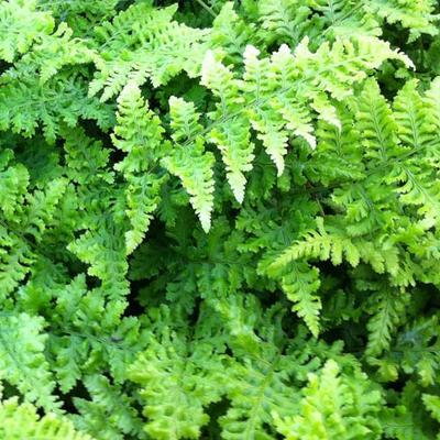 Dryopteris dilatata 'Crispa Whiteside' - 