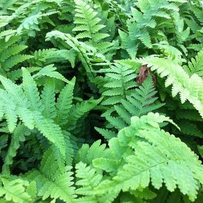 Dryopteris filix-mas - fougère mâle