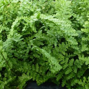 Dryopteris filix-mas 'Barnesii'