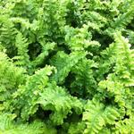 Dryopteris affinis 'Crispa' - 