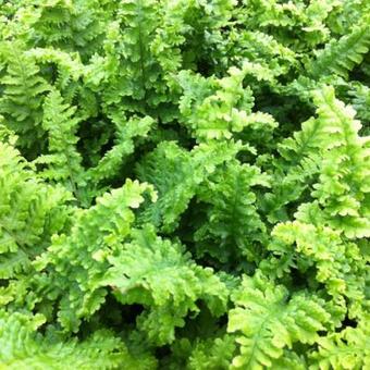 Dryopteris affinis 'Crispa'