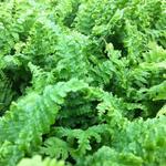 Dryopteris filix-mas 'Crispa Cristata'  - 