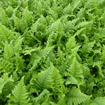 Dryopteris filix-mas 'Cristata' - 