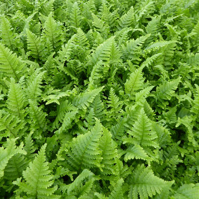 Dryopteris filix-mas 'Cristata' - 