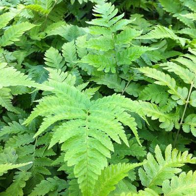 Dryopteris goldiana - Riesen-Wurmfarn - Dryopteris goldiana