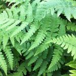 Dryopteris marginalis - 