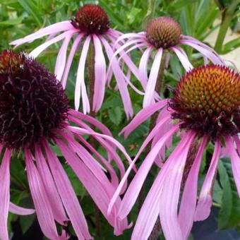 Echinacea pallida