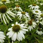 Echinacea purpurea 'Alba' - 