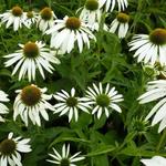 Echinacea purpurea 'Baby Swan White' - 