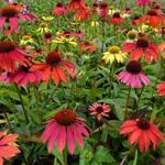 Echinacea purpurea 'Cheyenne Spirit' - 