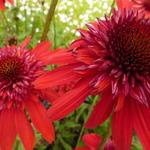 Echinacea purpurea 'Eccentric' - 