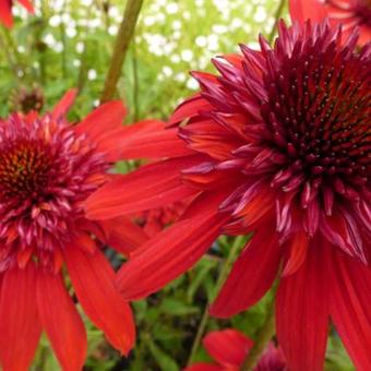 Echinacea purpurea 'Eccentric'