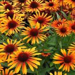 Echinacea purpurea 'Flame Thrower' - 