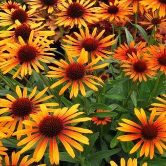 Echinacea purpurea 'Flame Thrower'