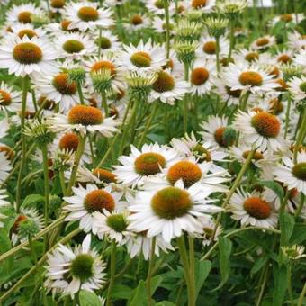 Echinacea purpurea 'Fragrant Angel'