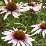 Echinacea purpurea 'Funky White' - 